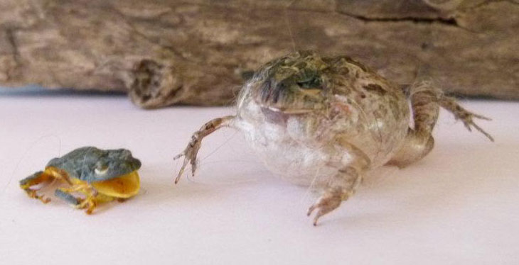 Frogs - what a present! Frogs - what a present!